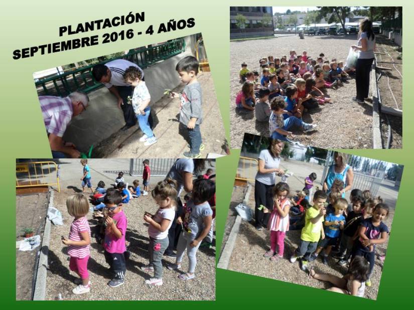 plantacion-4-anos