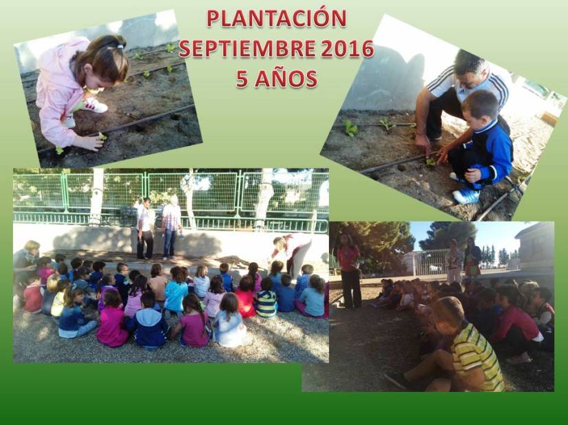 plantacion-5-anos